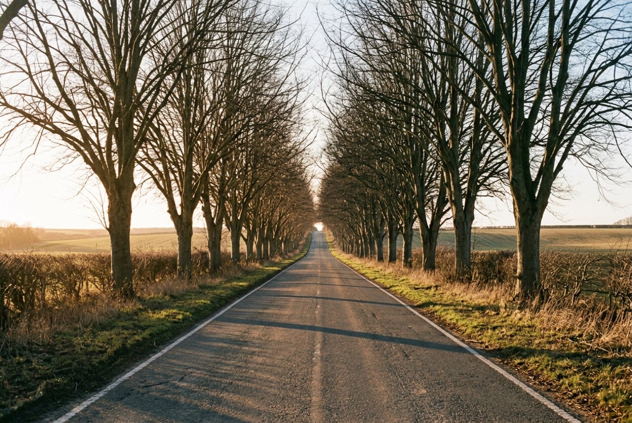 Half past four in the afternoon: a long straight avenue of bare trees over a country road, low winter sun straight down it